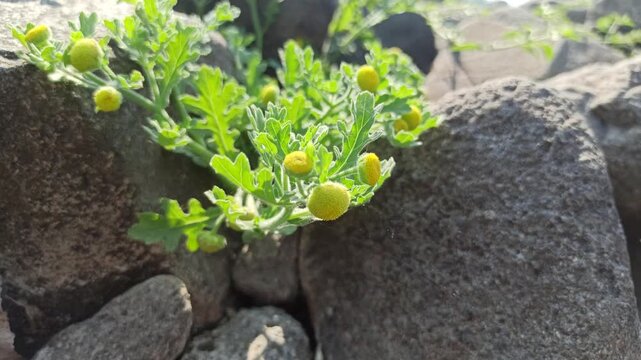 Grangea maderaspatana plant growing naturally with green foliage and small flower heads, showcasing the botanical characteristics of this herbaceous plant.