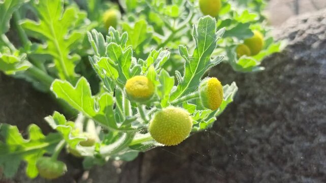 Grangea maderaspatana plant growing naturally with green foliage and small flower heads, showcasing the botanical characteristics of this herbaceous plant.