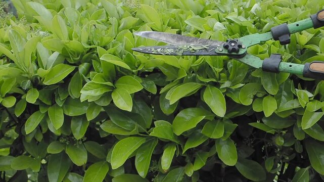Man trims bushes in a garden with large, green hedge trimmers
