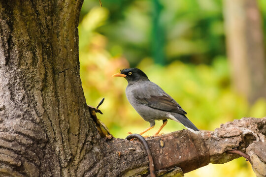 Wild Javan myna bird perched in tree
