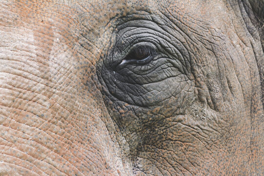 Close up photo of elephant eye