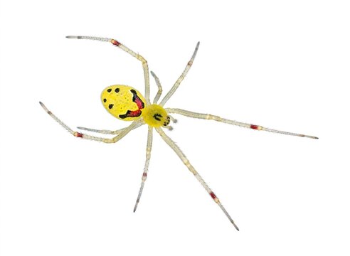 Happy-Face Spider (Theridion grallator) Isolated on White Background