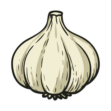 Garlic Bulb Fresh Cooking Ingredient