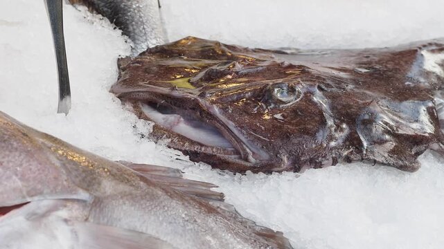 a monkfish also known as an anglerfish, resting on a bed of ice