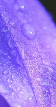 Macro - Morning dew on a lilac flower 