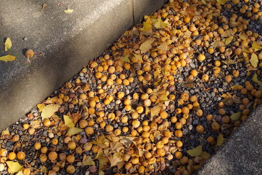 公園の側溝に落ちたイチョウの実