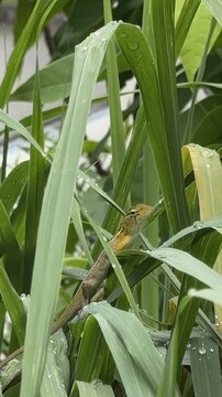 Lizard Clinging to Lemongrass Leaf in Tropical Garden