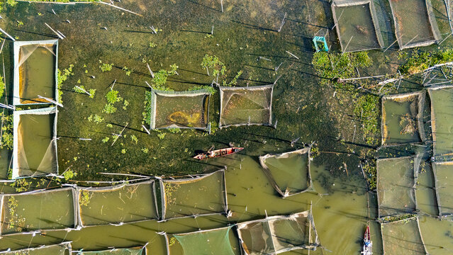 Aerial view of Lake Rawa Pening featuring numerous fish farming nets and a small boat navigating the water in Waduk Rawapening, Central Java, Indonesia.