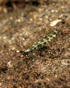 Slender Sap-sucking Slug, Thuridilla gracilis, in Tufi fjords, Papua New Guinea