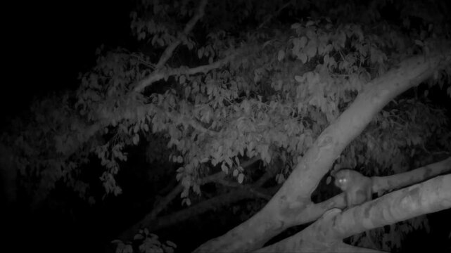 Monkey Moving Through Tree Branches in a Night Forest. Black and white wildlife footage of a monkey moving through tree branches in a dense forest at night, captured in a natural woodland environment.