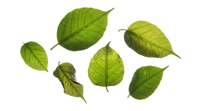 Set of Green Sacred Fig Leaves, Bodhi Leaf Elements Isolated on White Background