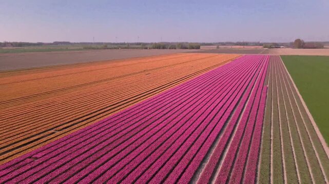 Vast pink tulip field in full bloom seen from above, rows stretch to horizon in Dutch countryside.