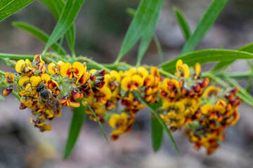 Honey Bee collecting pollen and nectar on Bitter Pea flowers © Ken Griffiths