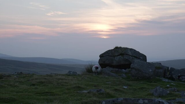 Lonely sheep standing near ancient stone rock formation on rolling hills under dramatic sunset sky.