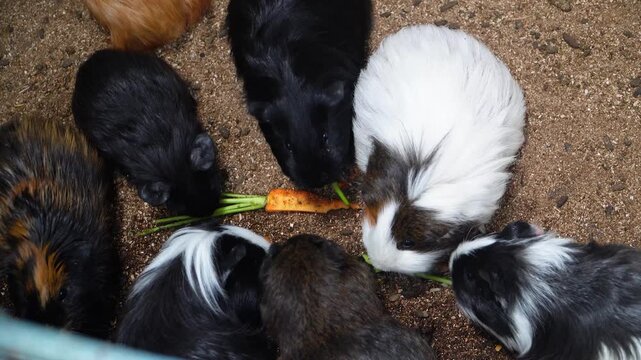 Group of colorful guinea pigs gathered around a carrot on sandy ground, eating together in a naturalistic setting, showcasing their varied fur patterns and playful social behavior.