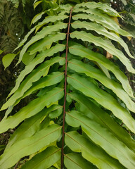 Close up of green fern leaf with symmetrical leaflet pattern along the stem, tropical botanical foliage natural background. © Benget