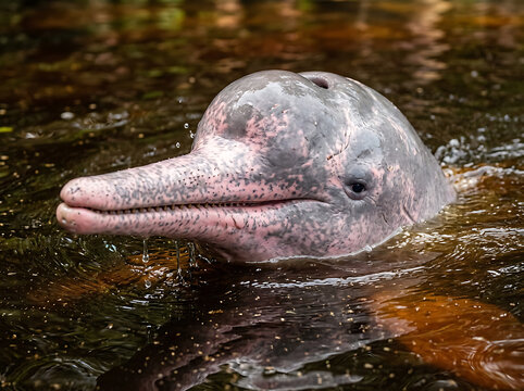 Amazon river dolphin surfacing near lush green vegetation in shallow tropical waters