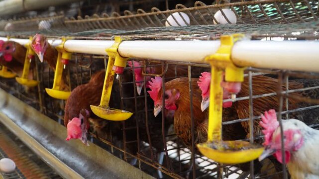 Rows of brown chickens with pink combs in a commercial poultry farm, drinking from yellow automated feeders mounted on metal cages with eggs visible above, highlighting farming elements.