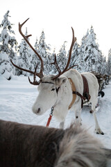 White reindeer in harness standing in a snowy Finnish forest © Shine Horovits