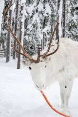 White reindeer portrait in a snow-covered Finnish forest © Shine Horovits