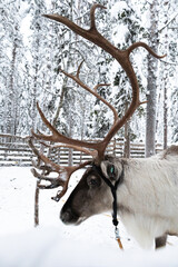 Reindeer with large antlers in a snowy forest in Finland © Shine Horovits