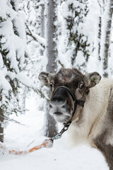 Curious reindeer close up in a snowy Finnish forest © Shine Horovits