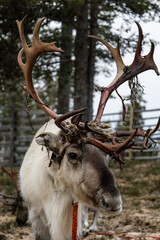 Reindeer naturally shedding velvet from its antlers in Finland © Shine Horovits