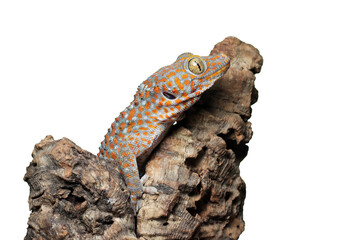 Naklejka premium Tokay gecko (Gekko gecko) close up on isolated background with detailed texture, Portrait of Tokay Gecko on bark, Tokay gecko close up isolated on isolated background