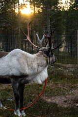 Reindeer at sunset in forest in Finland © Shine Horovits