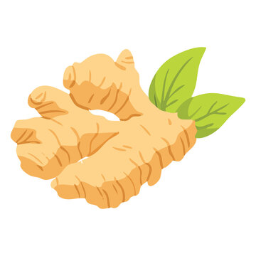 Ginger Root Fresh Spice Illustration
