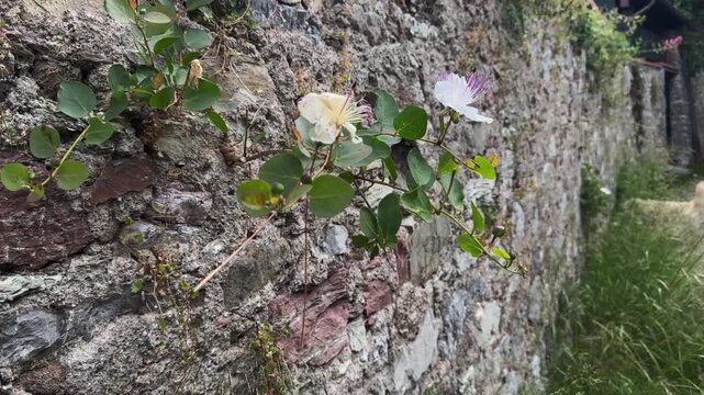 Caper flowers blooming on ancient stone wall in summer sunshine.