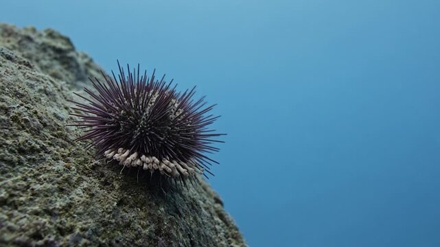 Video Background Sea Urchin With Subtle Tube Foot Movement