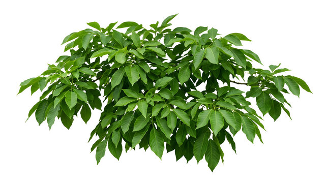 Lush green bush cutout isolated on white background, vibrant garden shrub foliage, tropical tree canopy element for architectural rendering