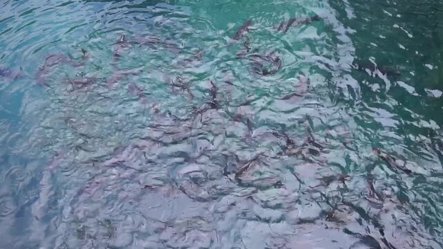 Ancient fish in the sacred lake in java