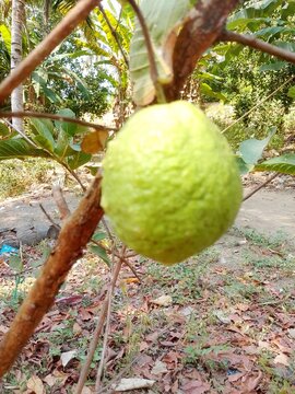 Fresh Green Guava Fruit Hanging on Tree Branch