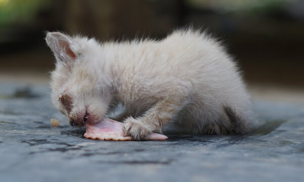 Sick stray kitten chewing on raw meat outdoors closeup