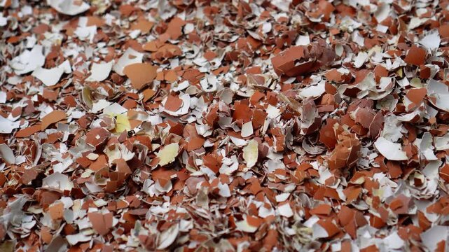 Close-up view of scattered broken eggshells in earthy tones, showcasing natural texture and organic fragmentation, ideal for culinary, farm, or food production contexts.