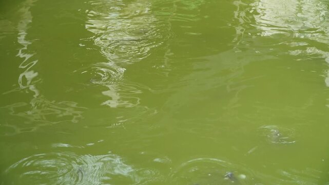 A tranquil green pond with gentle ripples and subtle reflections of surrounding trees, capturing a serene natural setting with soft light filtering through the water surface.