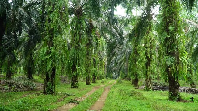 Tall palm trees line a narrow dirt path through lush green undergrowth, creating a dense, tropical canopy with dappled sunlight filtering through leaves, highlighting tropical forest elements.