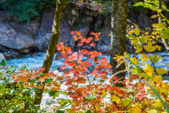 阿寺渓谷の秋の紅葉風景（長野県木曽郡大桑村野尻）