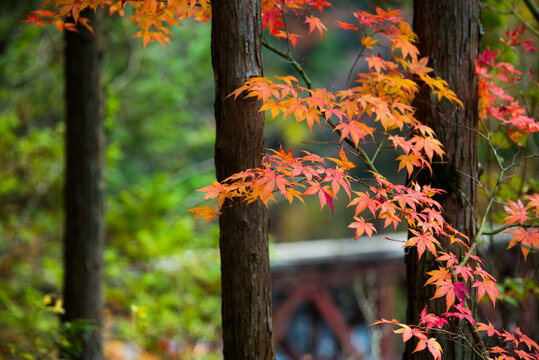 紅葉と木と橋 秋イメージ （長野県木曽郡大桑村野尻 阿寺渓谷）