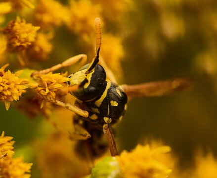 Recluse wasp (Sceliphron) on a leaf.