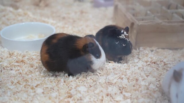 Guinea pigs sitting on sawdust. Pets and rodents close-up
