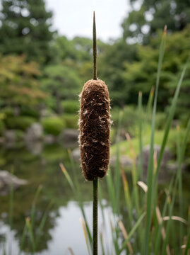 Close-up of a cattail seed head emerging from a marshy wetland environment.