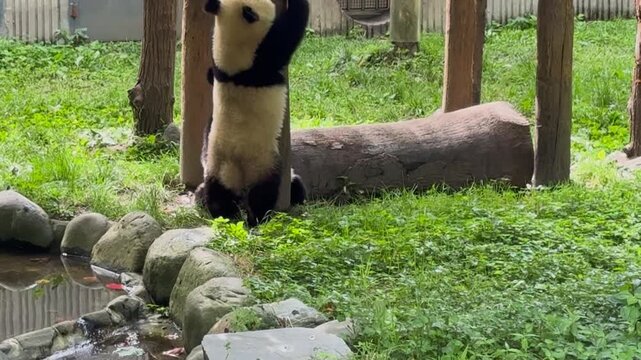 Giant panda sitting upright on a rock facing the camera Sichuan