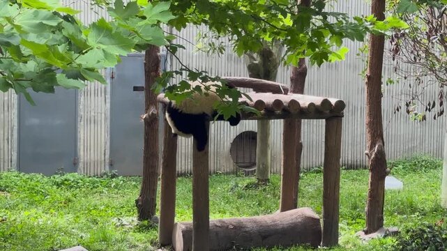 Giant panda climbing and hanging on a wooden frame in Sichuan China
