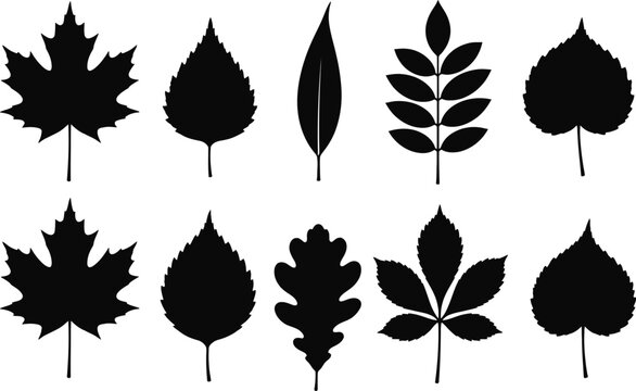 Black leaf silhouettes collection vector graphic illustration featuring various seasonal tree foliage shapes