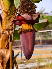 Young Kepok bananas and their blossoms in the morning © RMX IMG