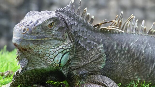 Close-up of a green iguana resting on vibrant grass with detailed scales and spines, set against a blurred natural background, showcasing its textured skin and calm demeanor.
