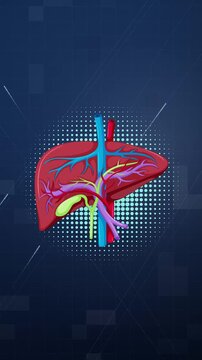 Animated Human Liver Anatomy Diagram with Blood Vessels Motion Loop